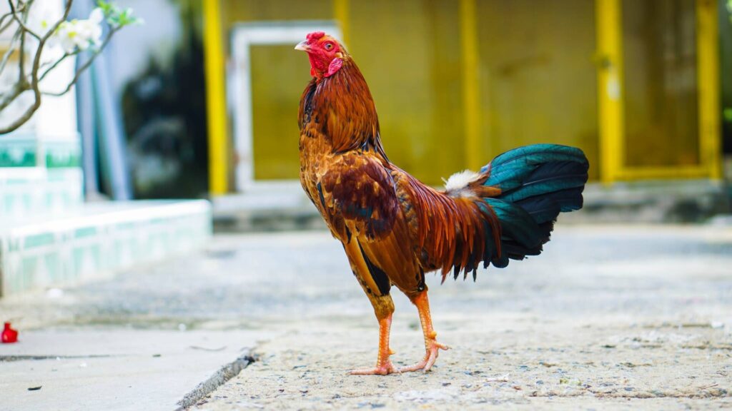Chế độ chăm sóc giữ vai trò khá quan trọng để gà khoẻ mạnh
