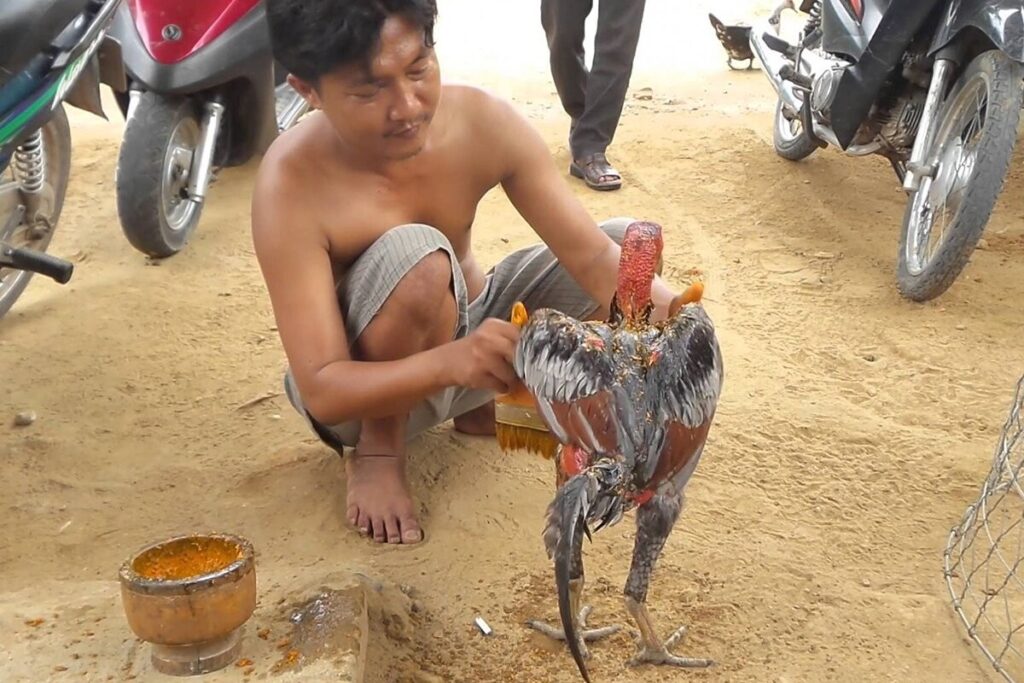 Cách nuôi gà đá nhanh lên ký bằng việc om bóp thường xuyên