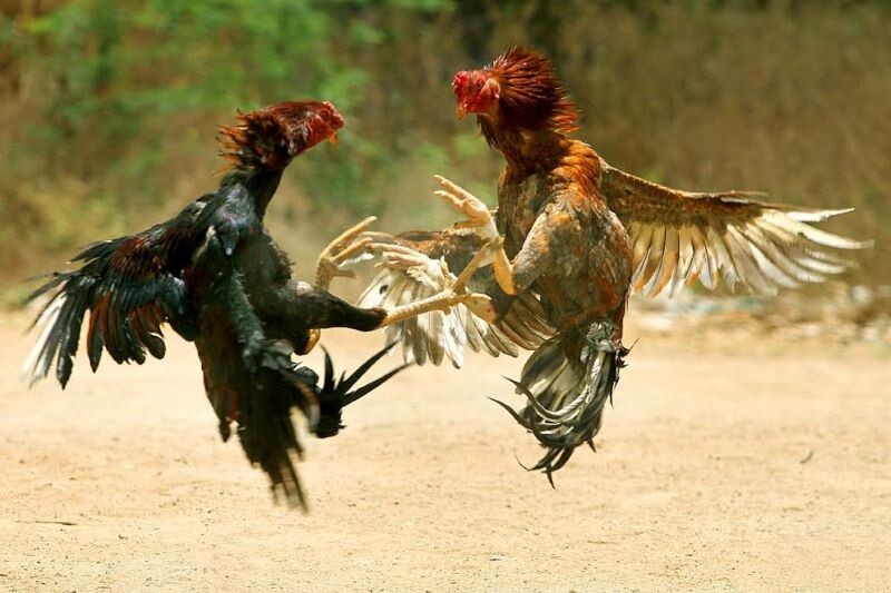 Lý do nên cắt tỉa lông gà chọi