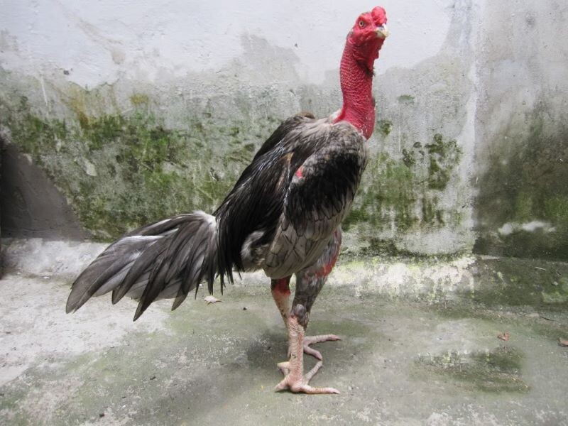 Thời điểm nào thích hợp để tỉa lông gà chọi