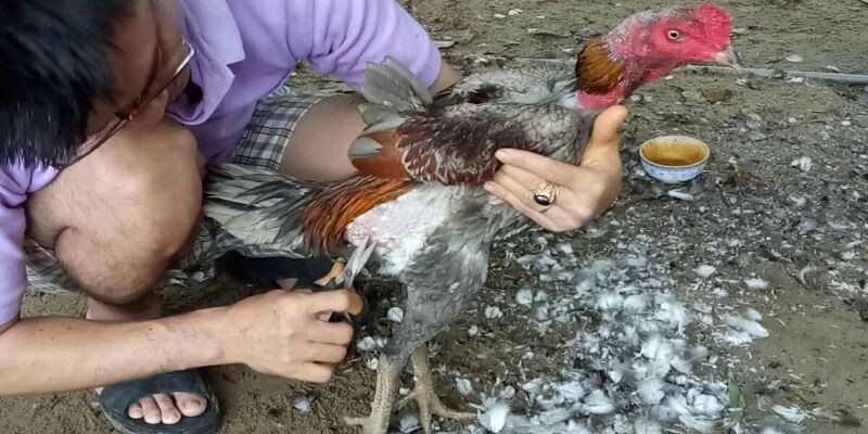 Cách tỉa lông gà chọi phần đùi, ngực và lườn
