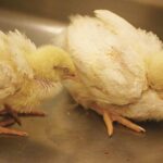 Chữa gà chọi bị bại liệt – Nguyên nhân và cách điều trị 
