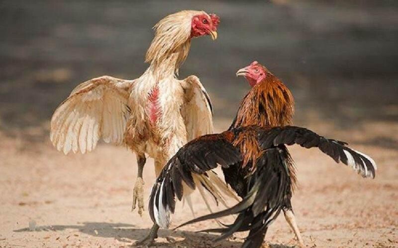 Hạn chế rủi ro nếu xem được ngày đá gà chuẩn