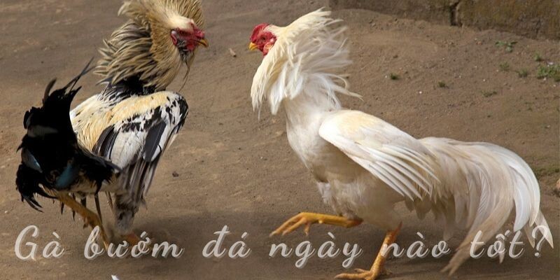 Chọn ngày đá tốt cho gà bướm