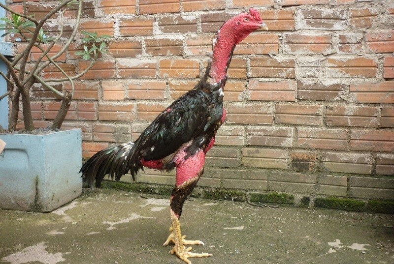 Trộn thuốc cho gà với nước và thức ăn để hiệu quả hơn