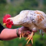 Top giống gà đá cựa sắt hay – Chiến binh đỉnh cao cho sư kê