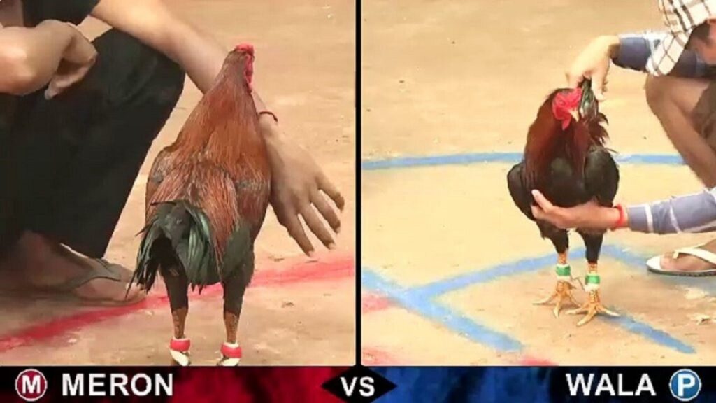 Top nhà cái đá gà uy tín nên lựa chọn hiện nay 