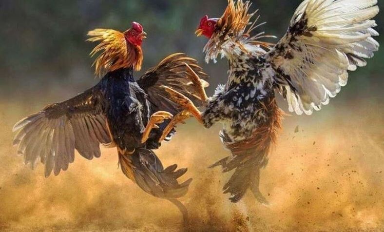 Kinh nghiệm chơi cá cược đá gà cựa dao bất bại 