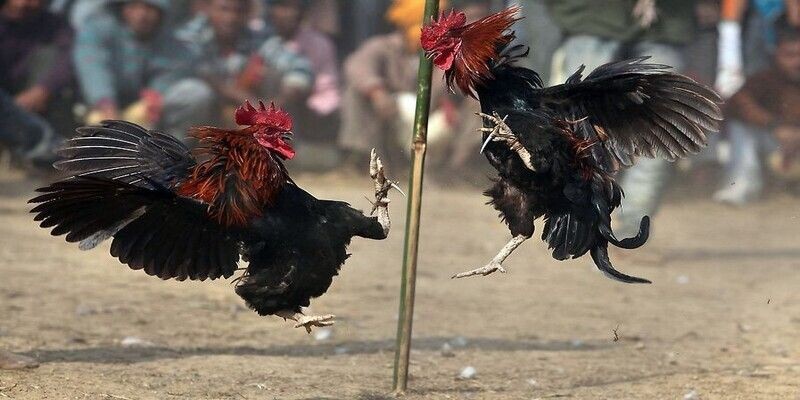 Đá gà Thomo hôm nay được đông đảo mọi người yêu thích